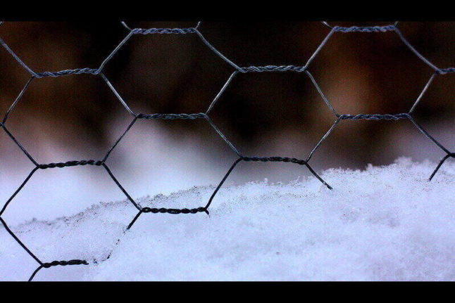 Chicken wire in snow
