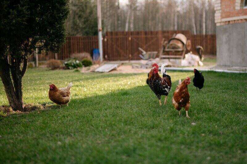 Flock of Hens and Rooster Walking in Yard 