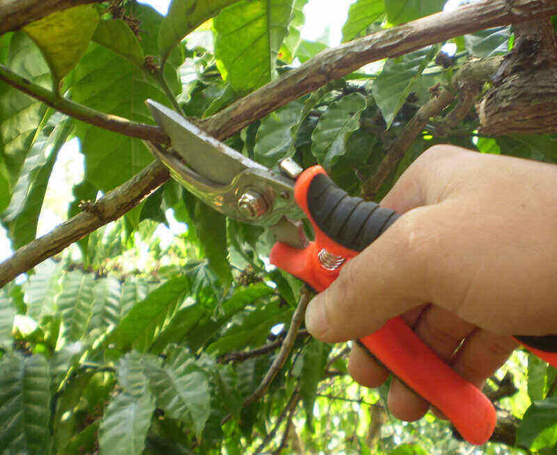cut tree branches with pruning shears