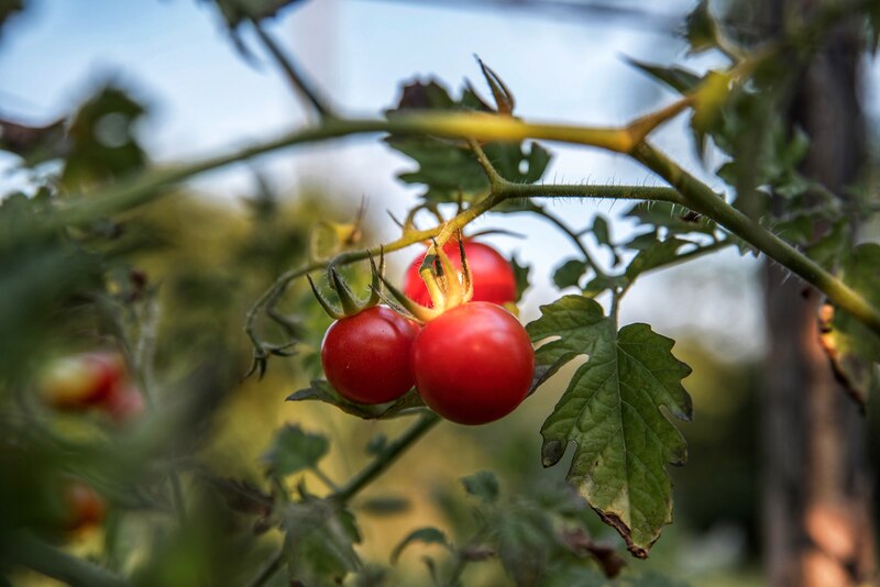Tomatoes hanging on a plant
