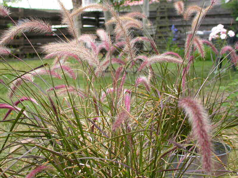 Purple Fountain Grass in the yard