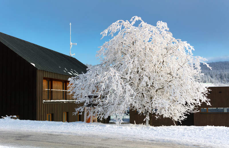 Frozen tree adjacent to a house