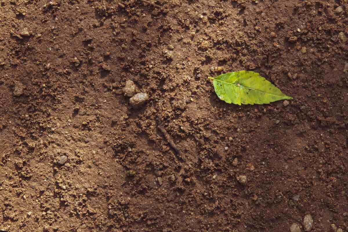 leaf in a soil with erosion