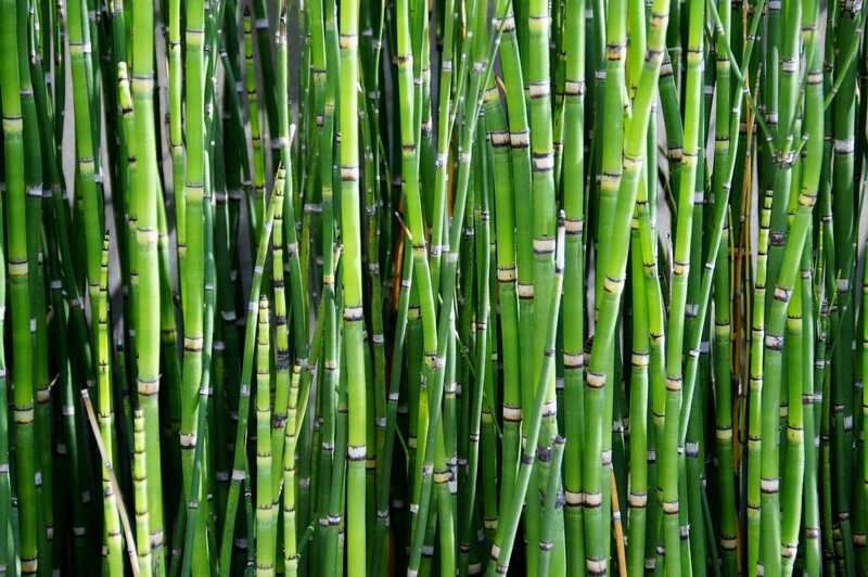 Bamboo grown in a lawn