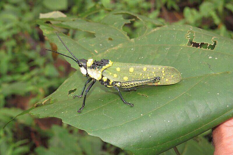 Northern Spotted Grasshopper - at Peravoor