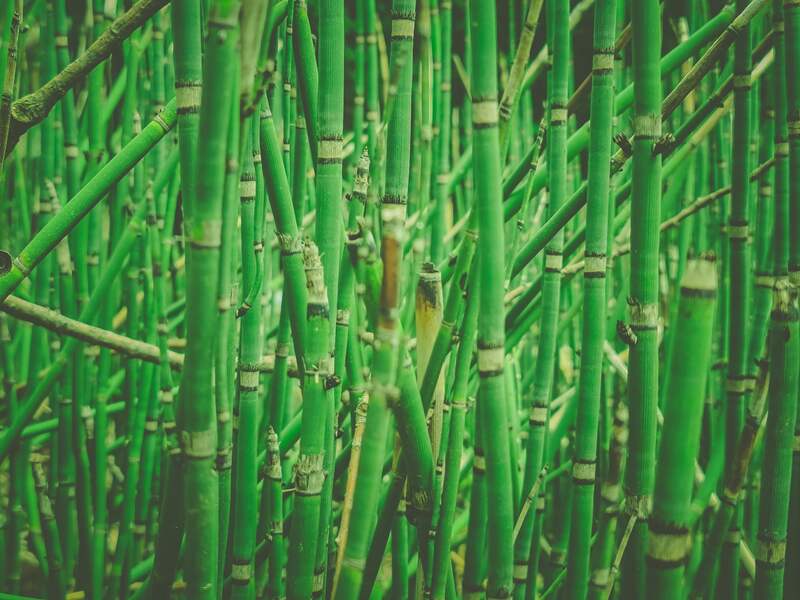 Many number of bamboo grown in a rhizome barrier