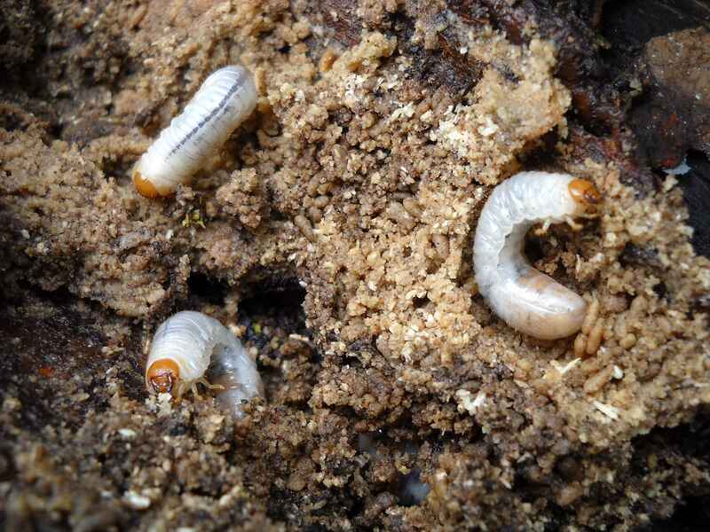 grubs in a lawn