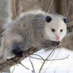 How to Get Rid of Opossums