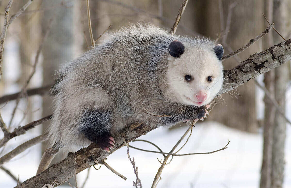 Opossums stand in the tree branche