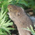 How to Get Rid of Voles