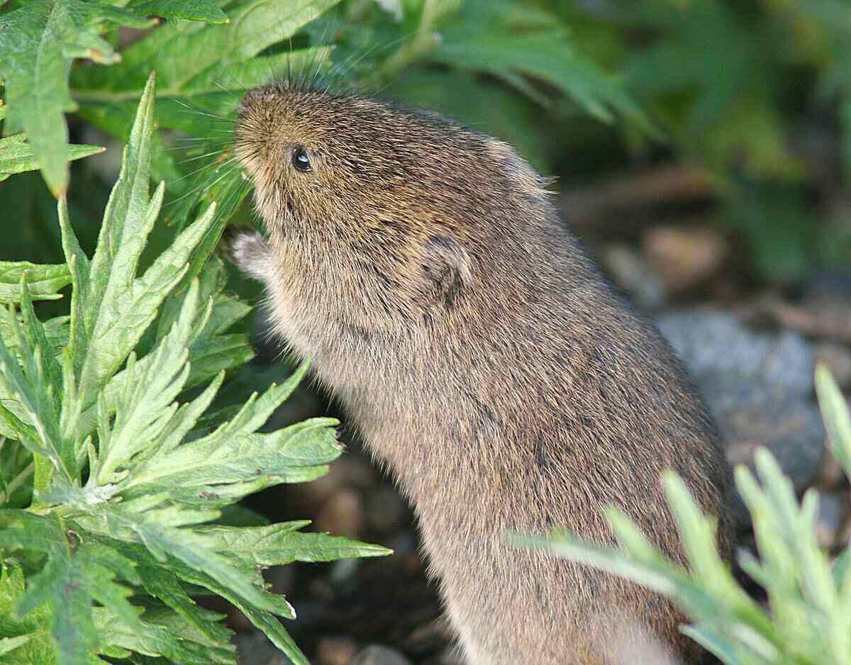 Voles in garden