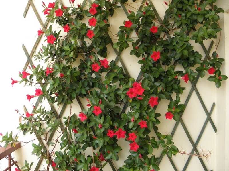 A vertical trellis with beautiful flowering vines