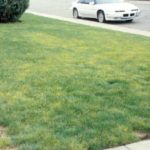How to Treat Iron Chlorosis in Lawns