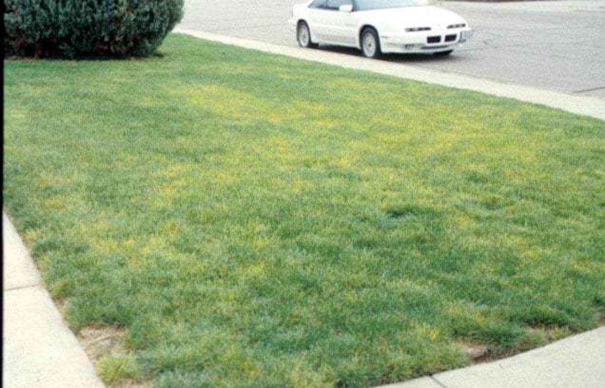 image of iron chlorosis in lawn