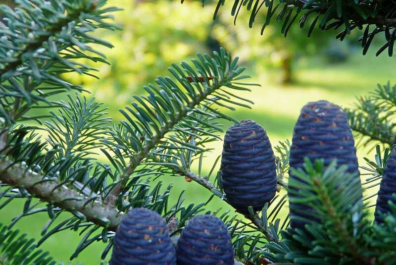 A korean fir in a lawn