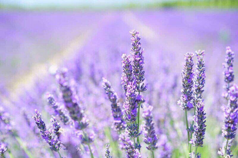 Lavender Garden