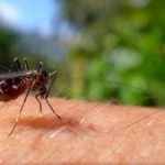 5 Ways to Keep Mosquitoes Away from Your Orlando Pool