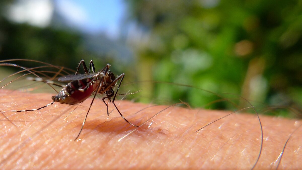 Tiger mosquito on what looks to be a person's arm