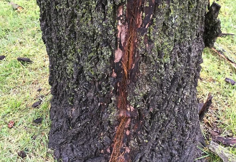 Walnut Tree Damaged by lightning strike and leave a open wound behind
