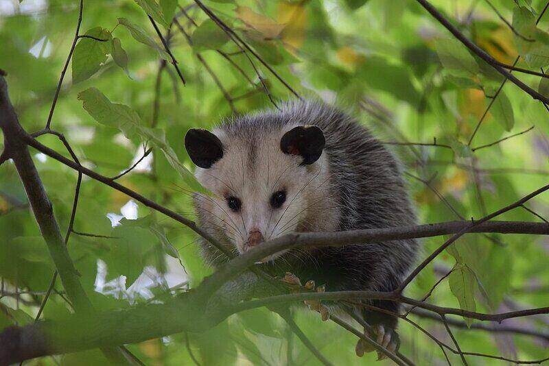 Opossumstand on the tree branches