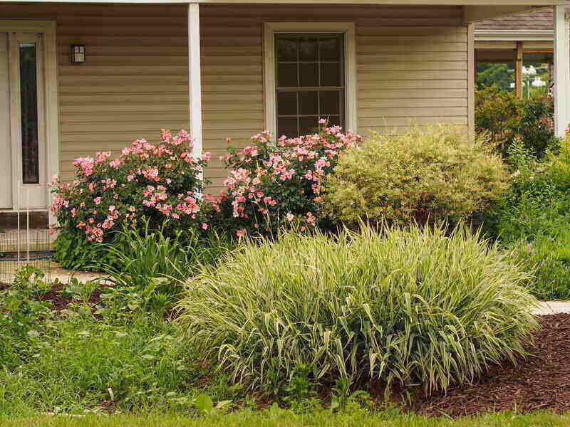 Ornamental Grass in the Yard