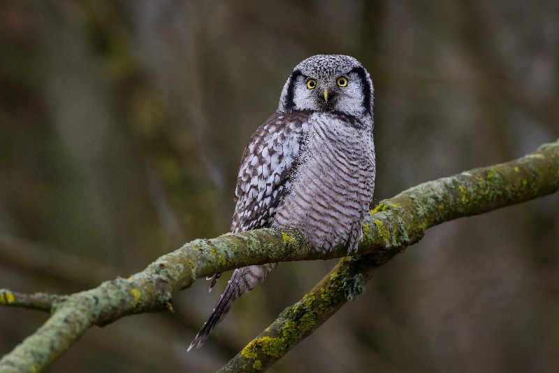 A northern owl with yellow eyes perches on a moss-covered tree branch, watching alertly in a forest setting.