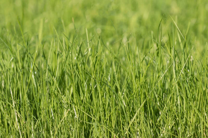 Close-up view of lush, green perrenial ryegrass blades in a sunlit field, with a soft-focus background creating a natural and serene atmosphere.