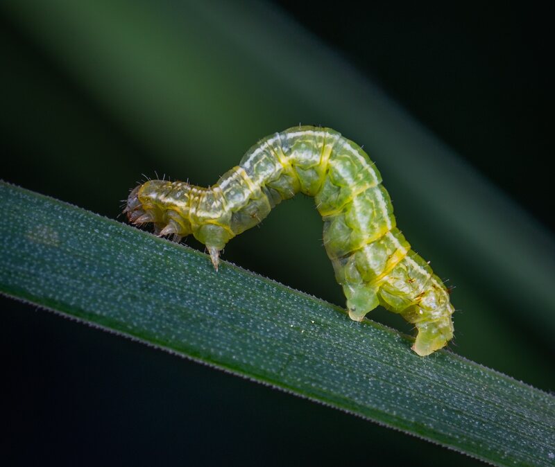 caterpillar crawling