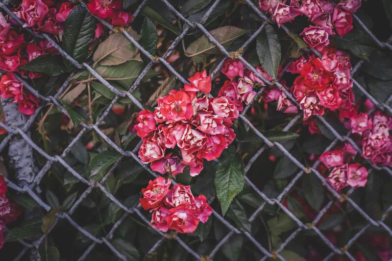 flower with chainlink fence