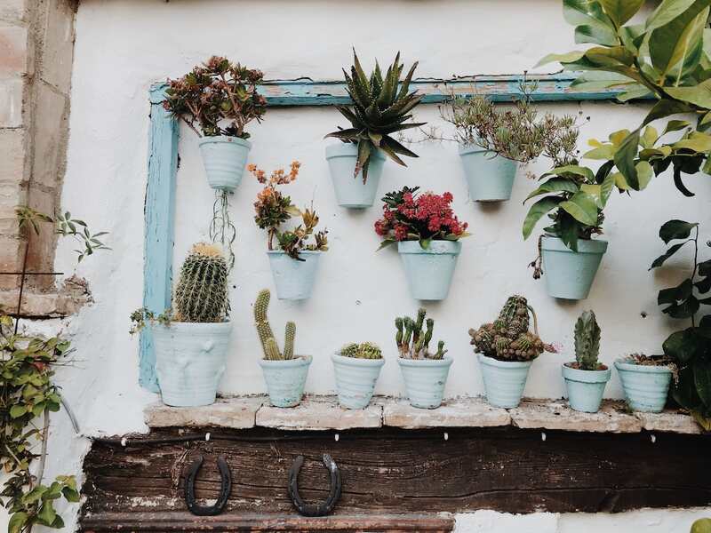 A wall garden is mounted inside a house