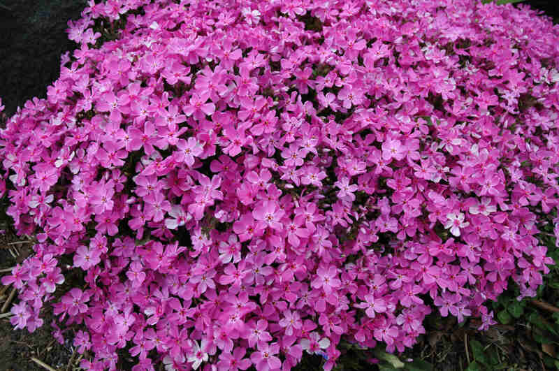 A creeping phlox in a lawn