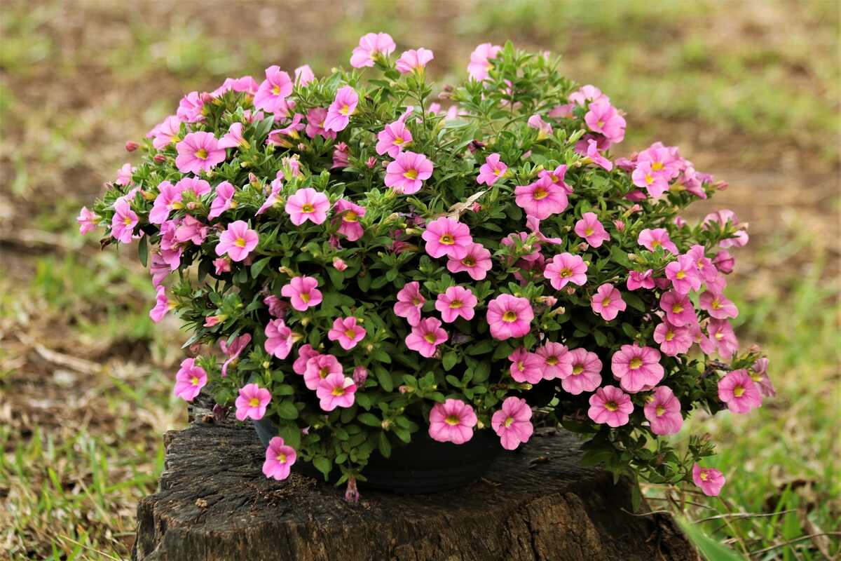 flowers in a flower pot, setting on a tree stump