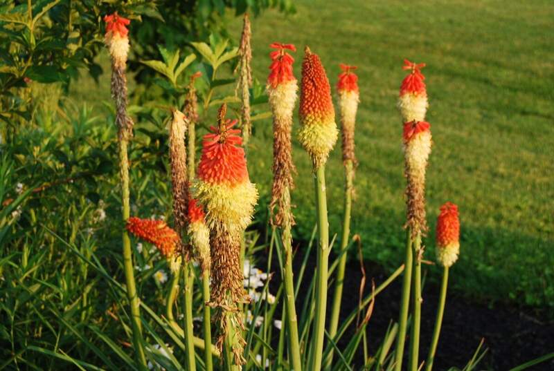 Red hot poker plant in a lawn