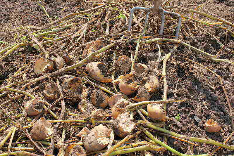 Potatoes Feeding Damage By Voles
