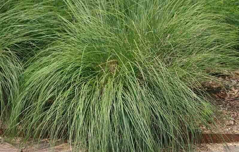 Prairie Dropseed in the yard