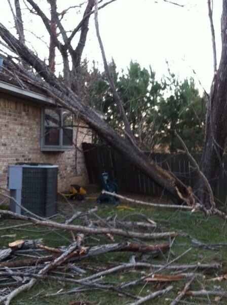 broken tree on roof