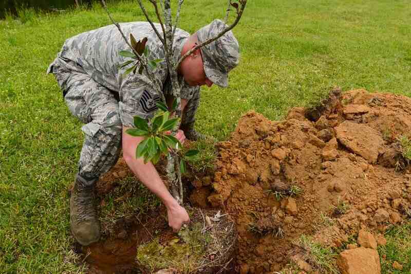 Plant the Tree