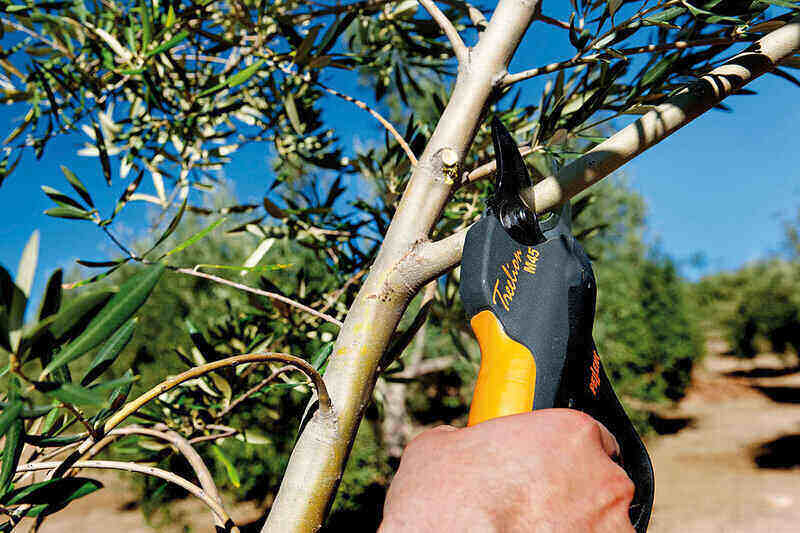 Just Trimming Any Branch