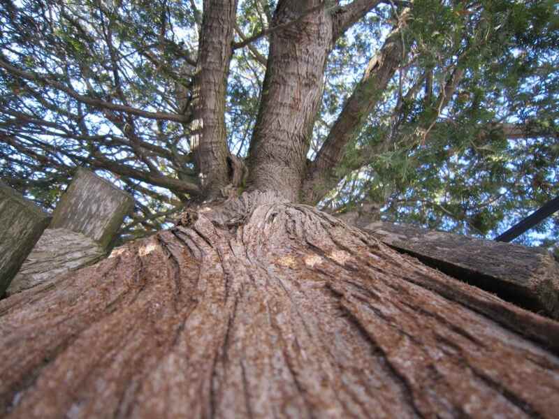 white cedar