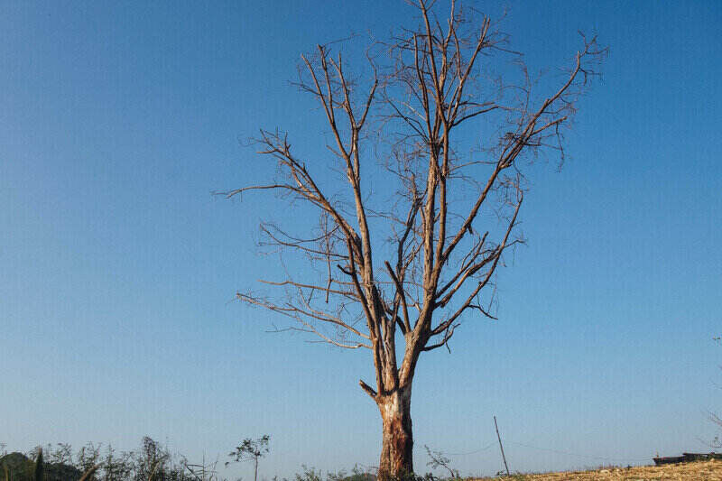 Sign of dying tree