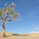 How to Save a Dying Tree