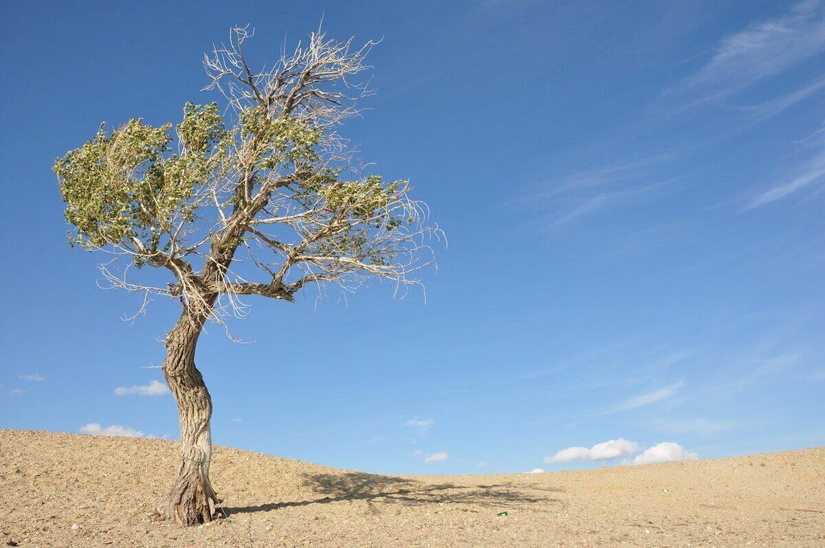 Save a Dying Tree