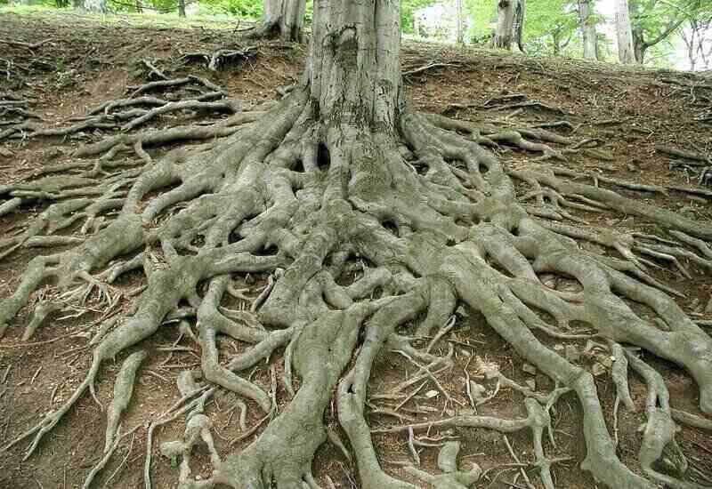 Spreading Roots