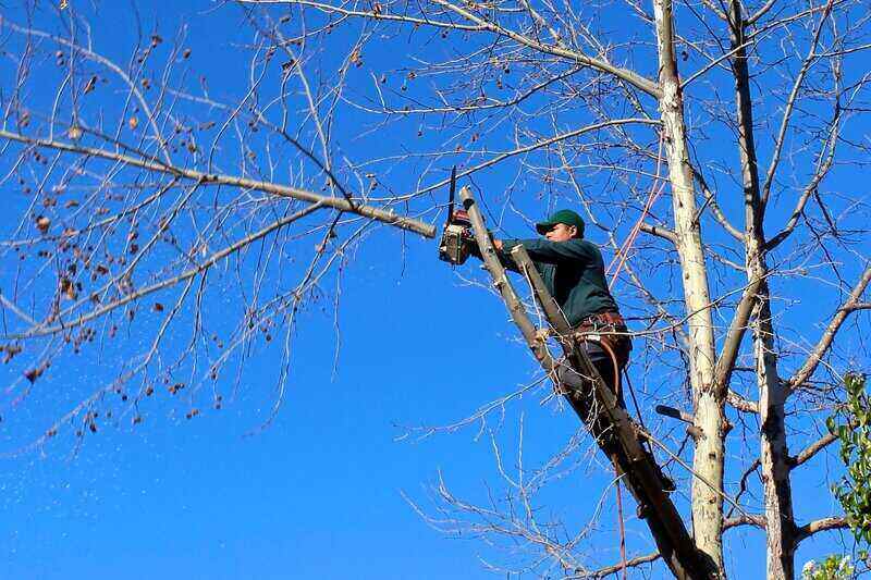 Man pruning large branch of a tree