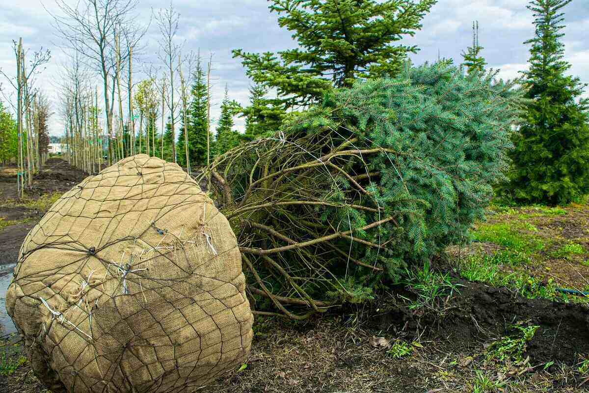 Transplant a Tree