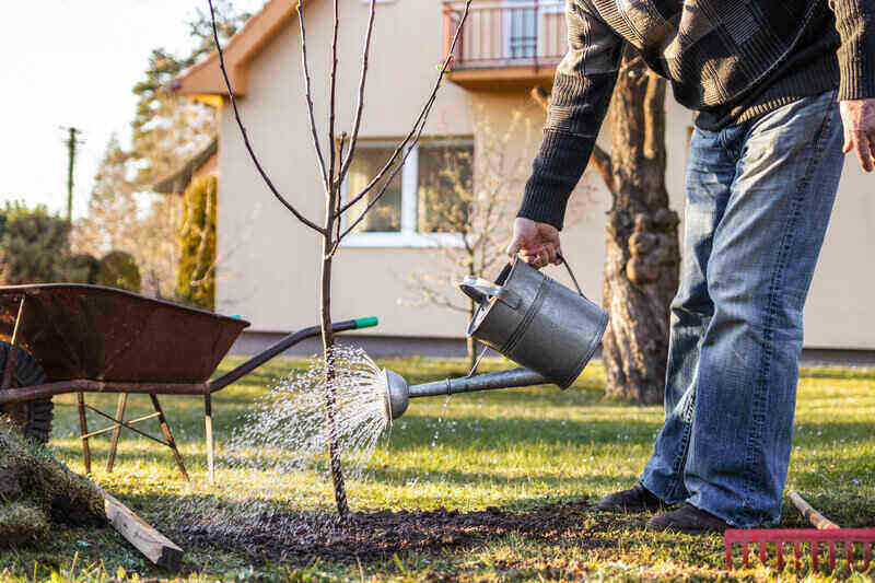 Watering a Tree