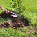 How to Plant a Tree