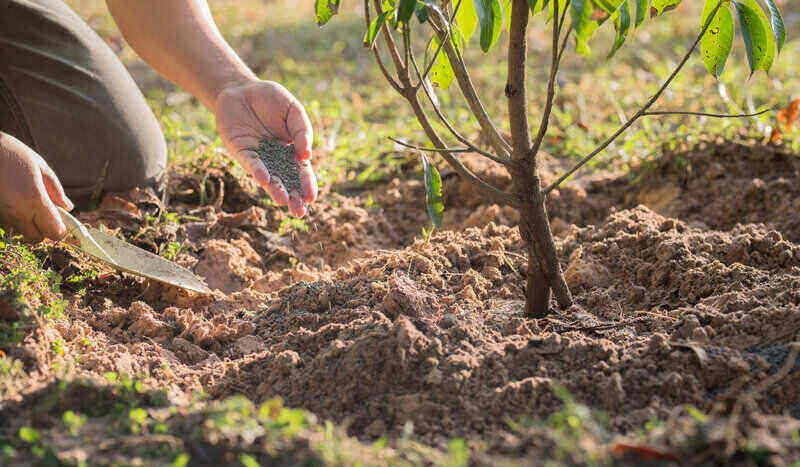 Fertilize a tree