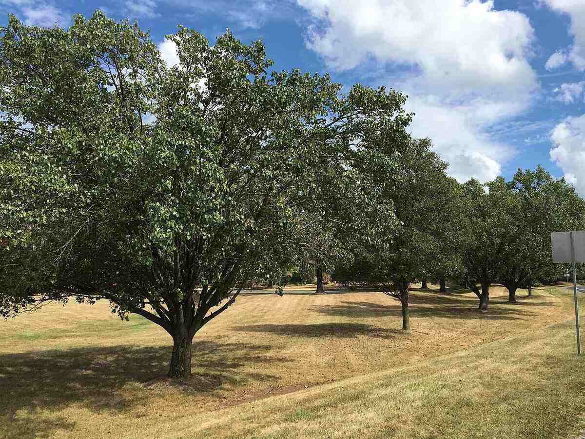 Trees During Drought