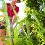 How to Make a Vinegar Weed Killer